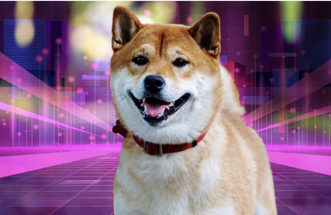 Gambar Shiba Inu (SHIB) Jadi Crypto Paling Populer Kedua di Afrika Selatan!