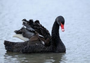 Black Swan Event : Definisi, Peristiwa & Cara Menghindarinya