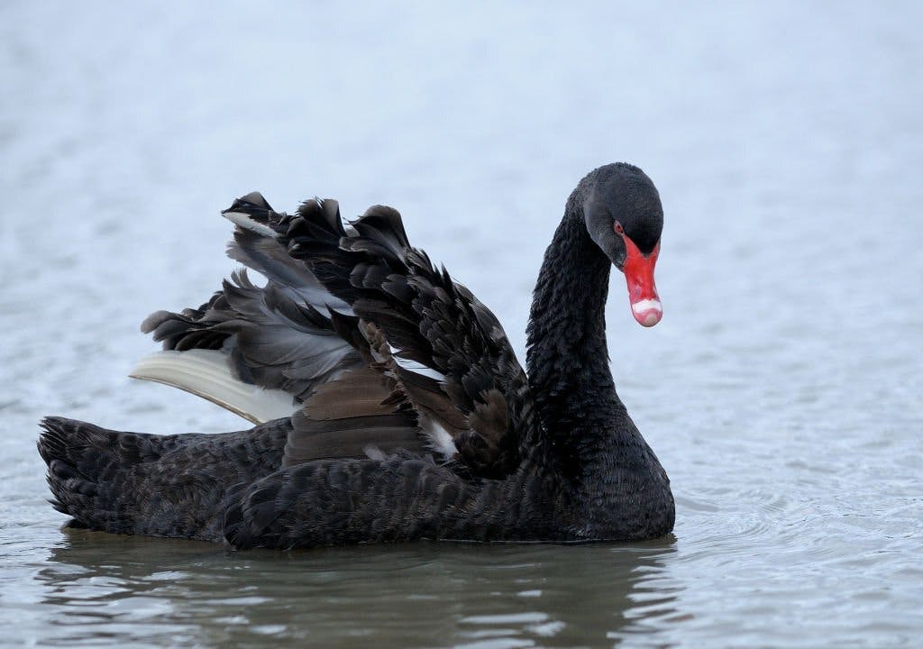 Gambar Black Swan Event : Definisi, Peristiwa & Cara Menghindarinya