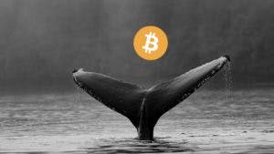 Pemain Besar Bitcoin Terus Akumulasi di Tengah Distribusi Pasar