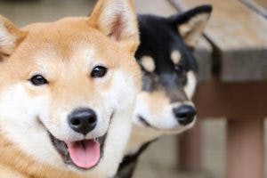 Shibarium Capai Milestone Baru: Bagaimana Dampaknya pada Meme Coin Dogecoin?